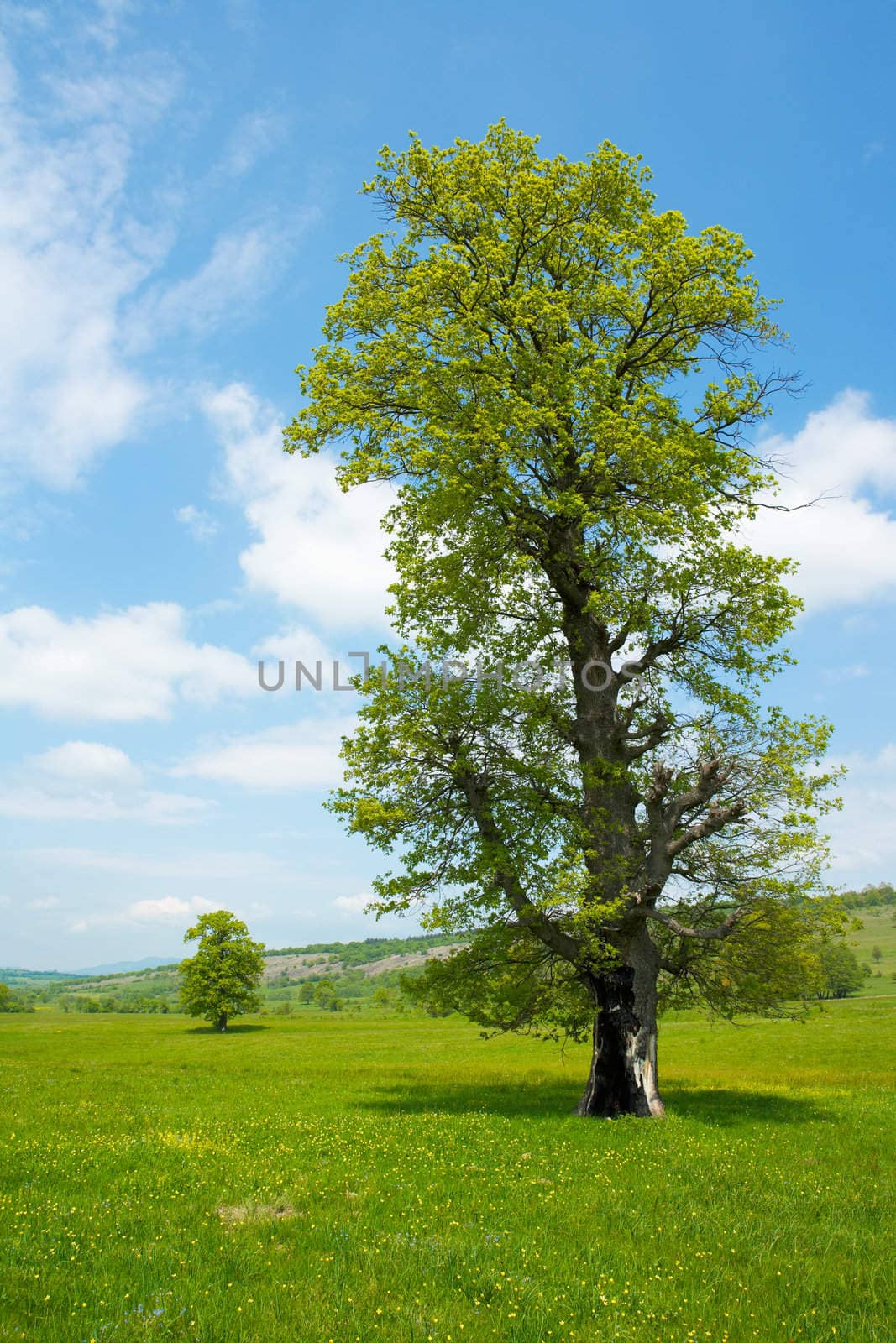 Old tree in a spring meadow by ecobo