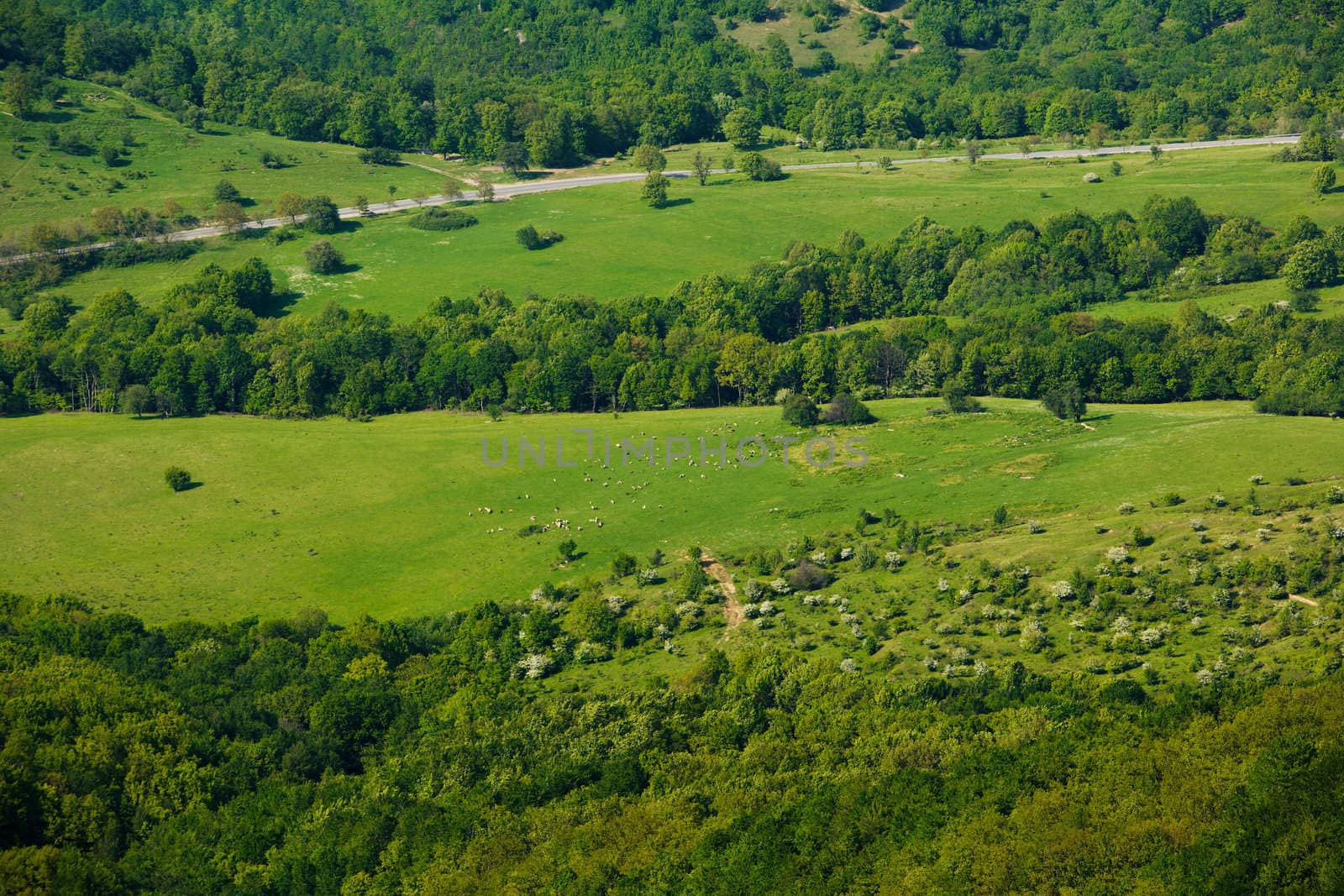 Green spring scene with meadows and forests