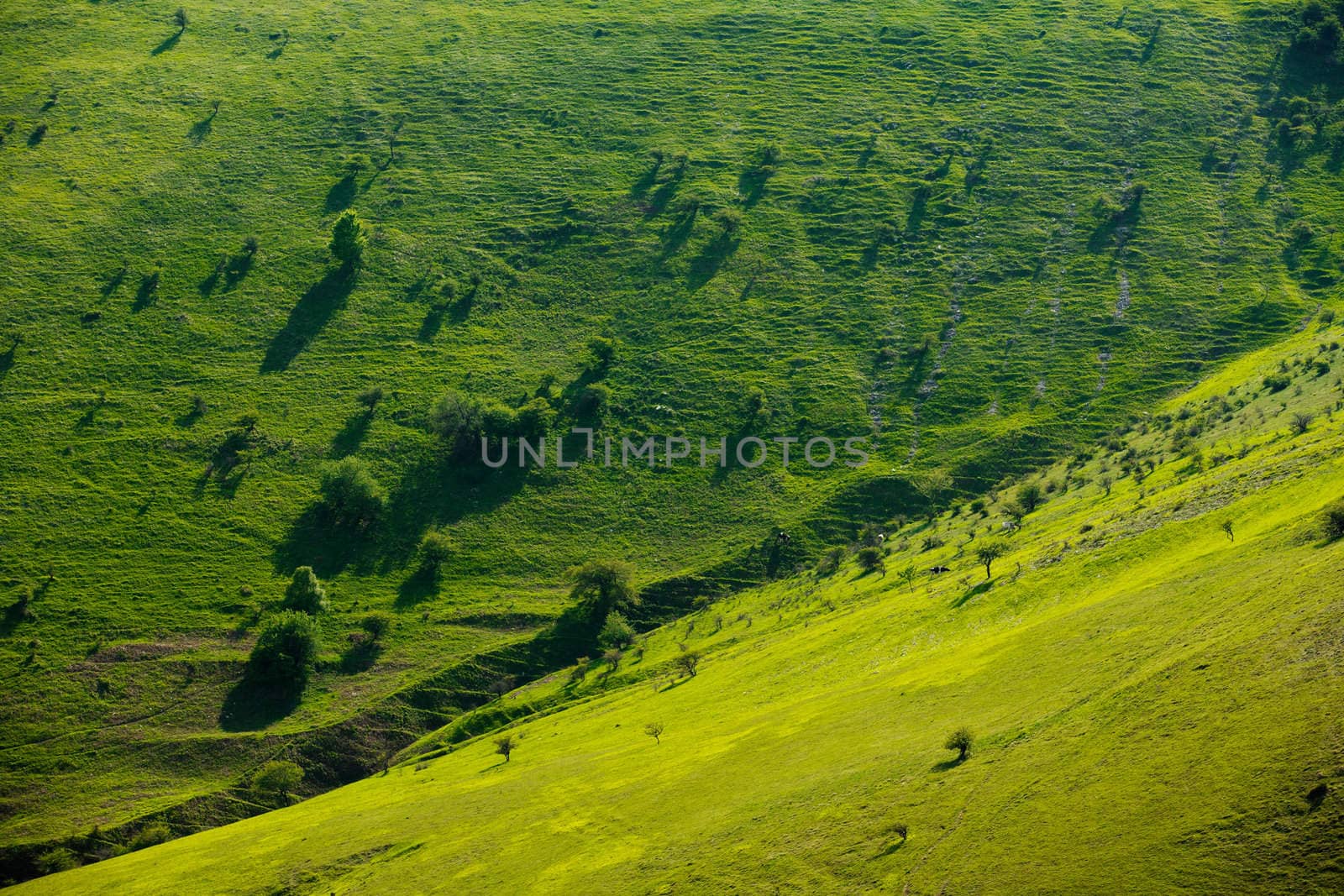 Spring green hills
