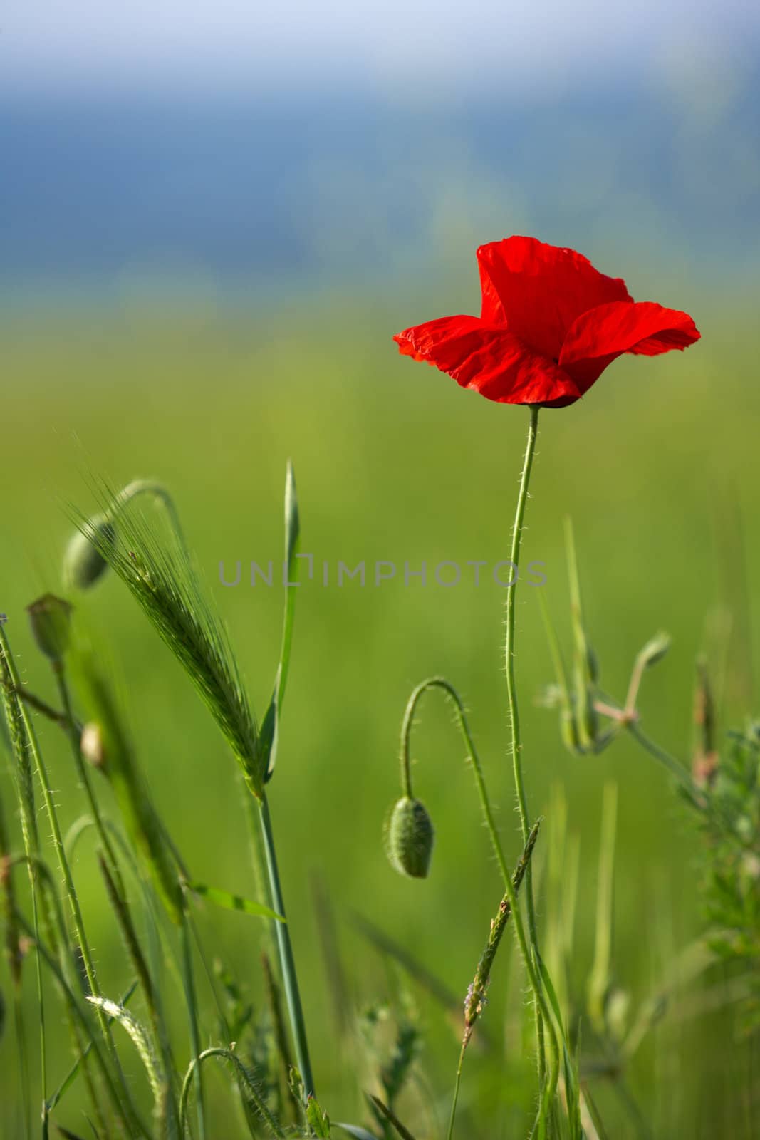 Red poppy blossom in a summer field