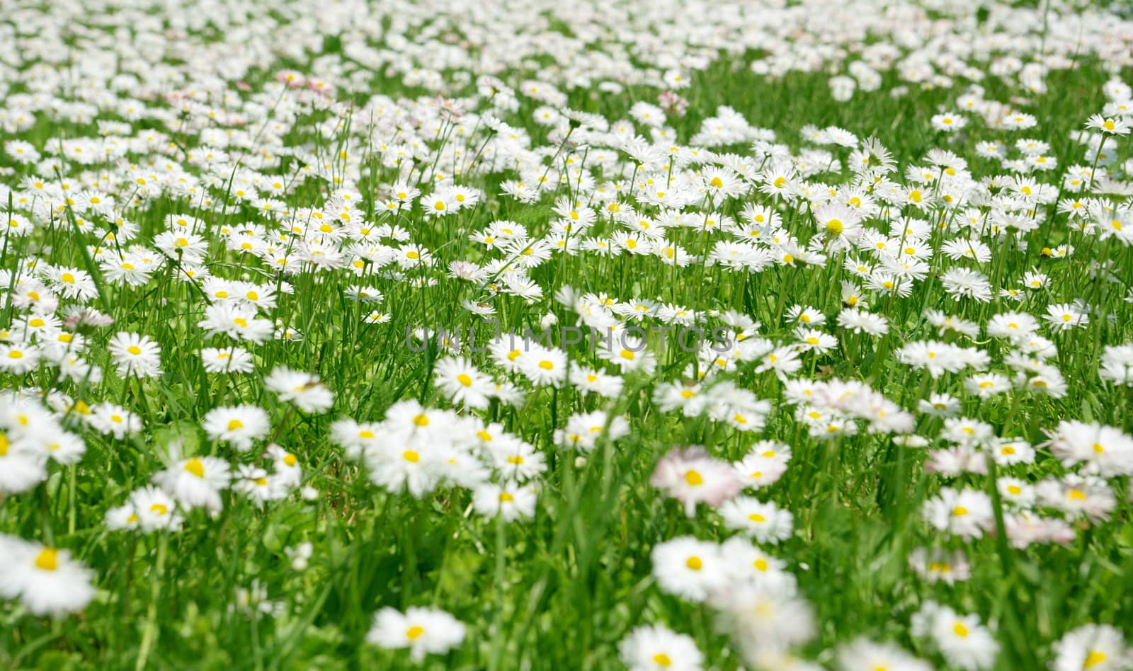 Spring meadow with daisies