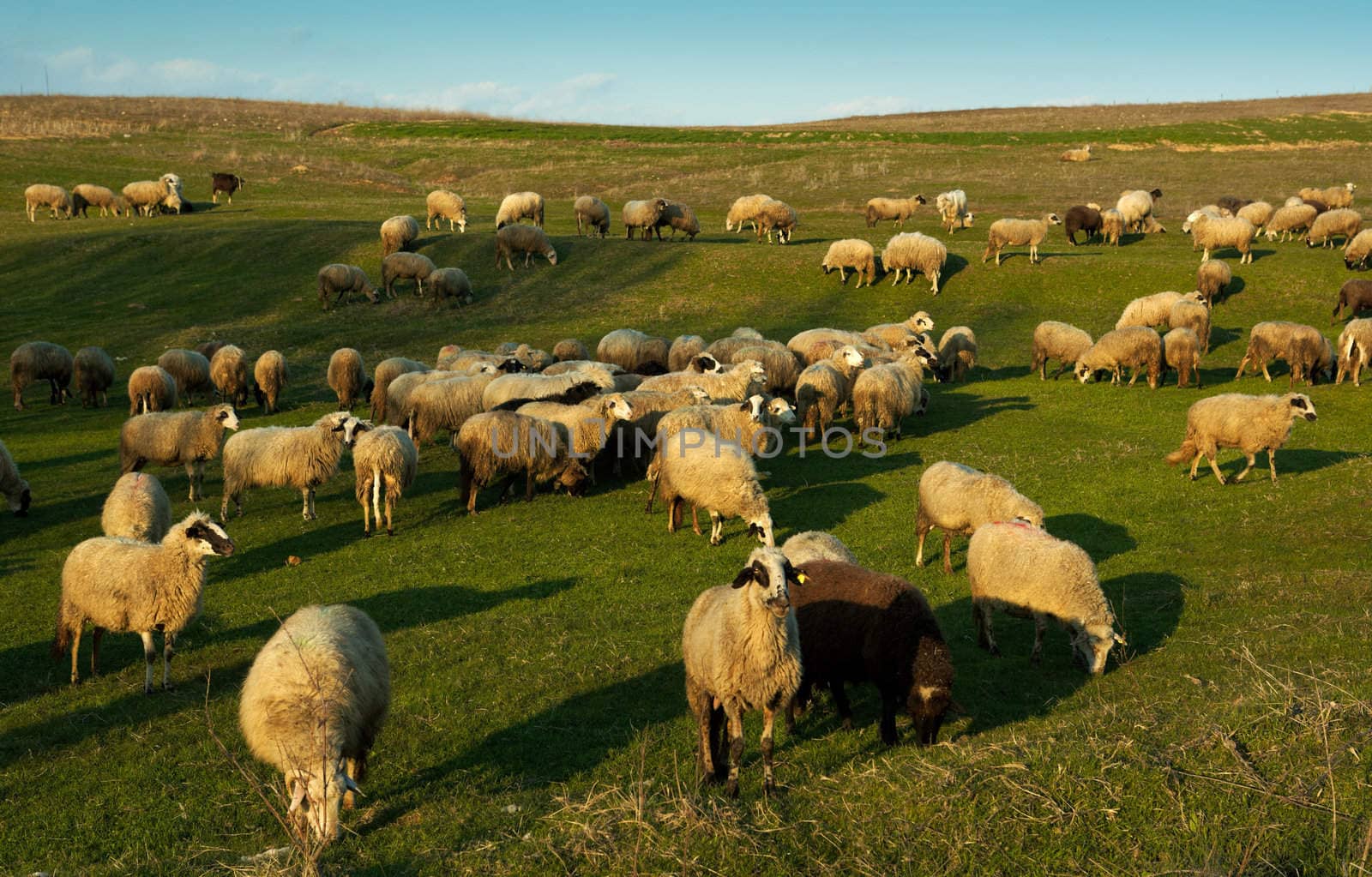 Flock of sheep in a meadow at sunset light