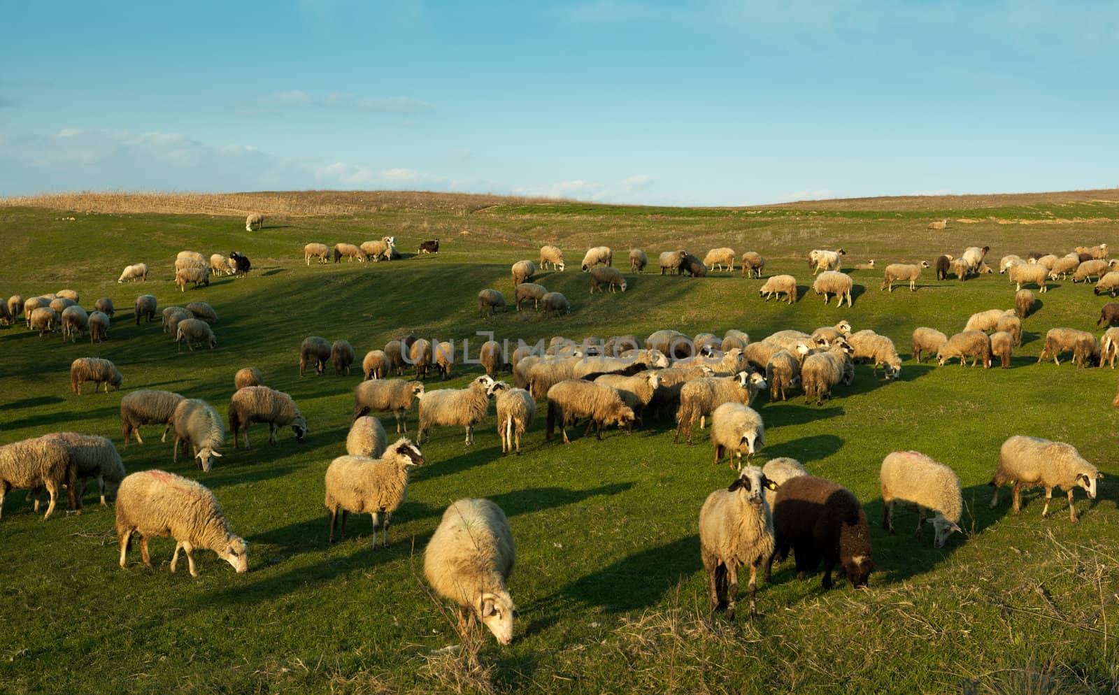 Flock of sheep at sunset light in a meadow