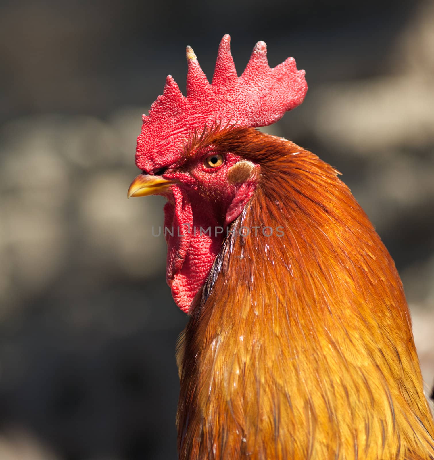 Head of a cock