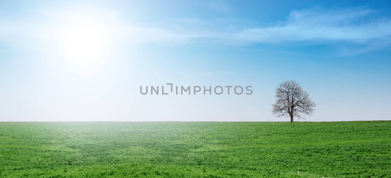 Sunlight over a green spring meadow, a spring scene with lonely tree and blue sky