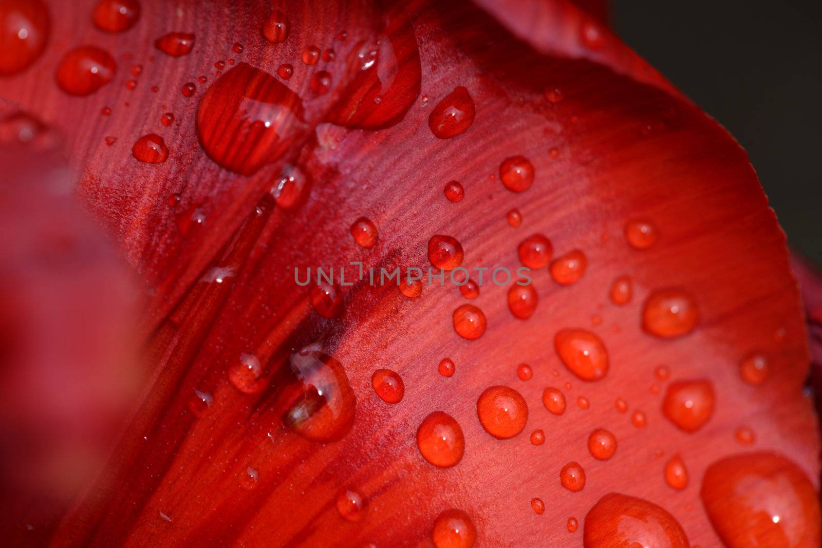 Red tulip petal close-up with water drops