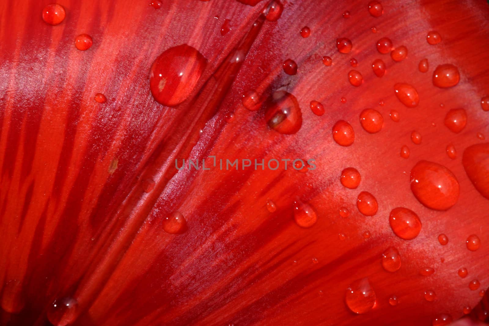 Red tulip petal with rain drops on the surface