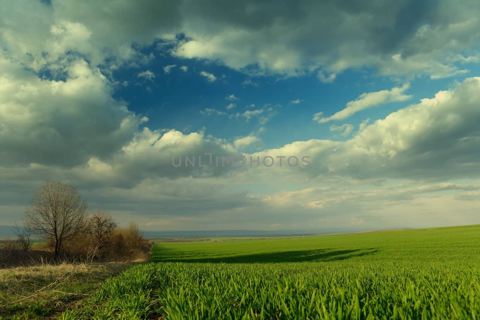 Evening spring scenery with green grass and beautiful sky