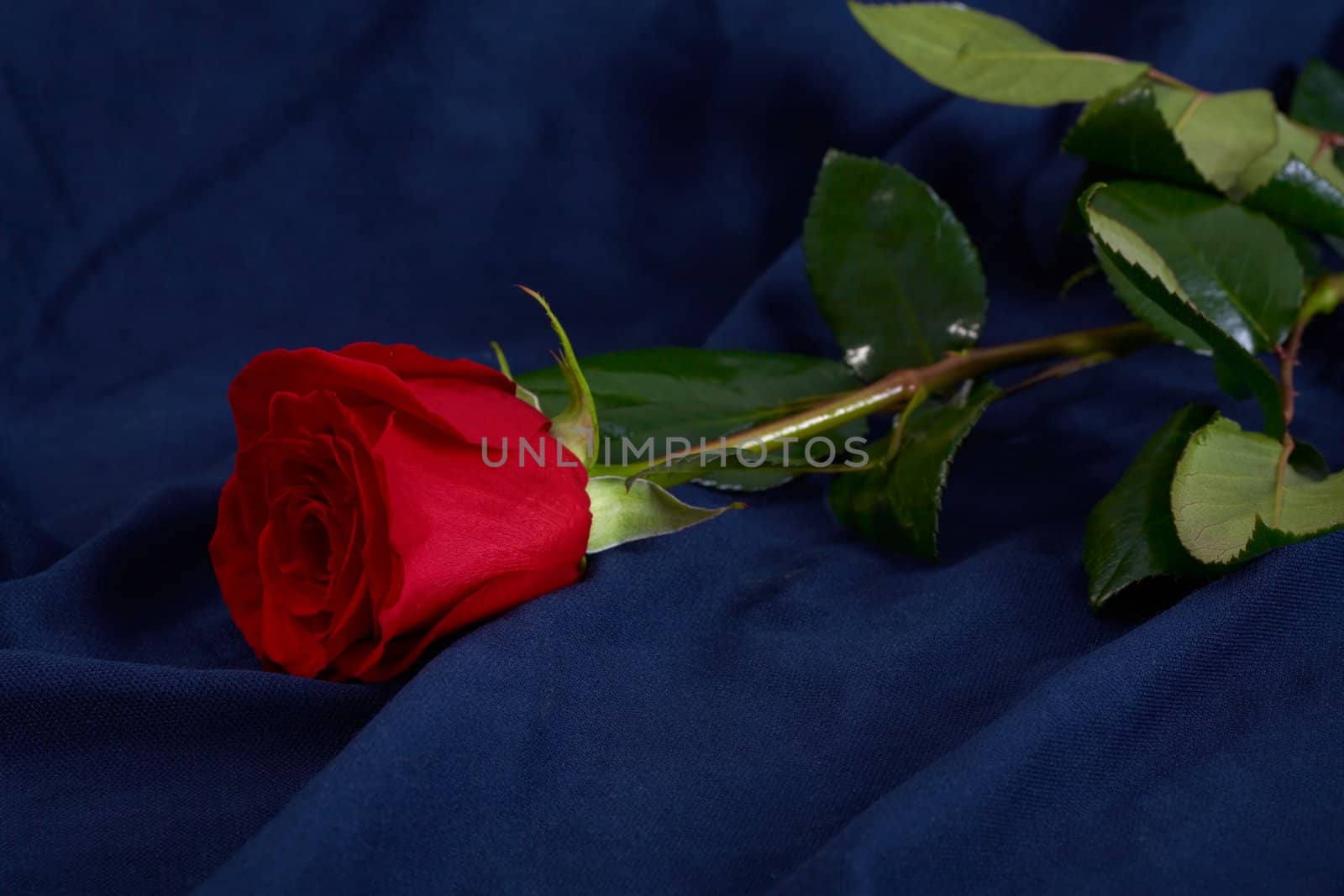 Red rose flower on blue fabric by ecobo