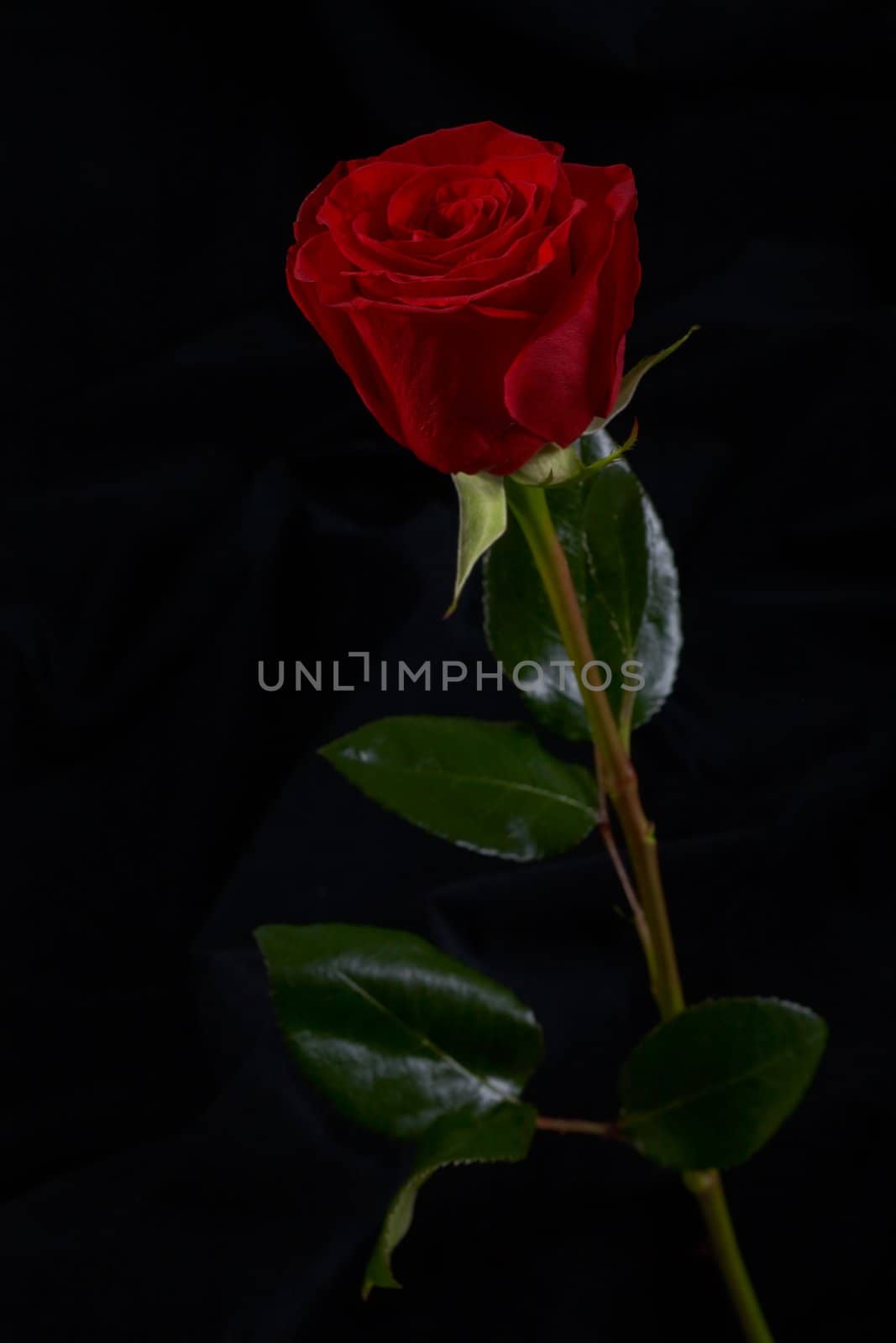 Red rose flower on black background by ecobo