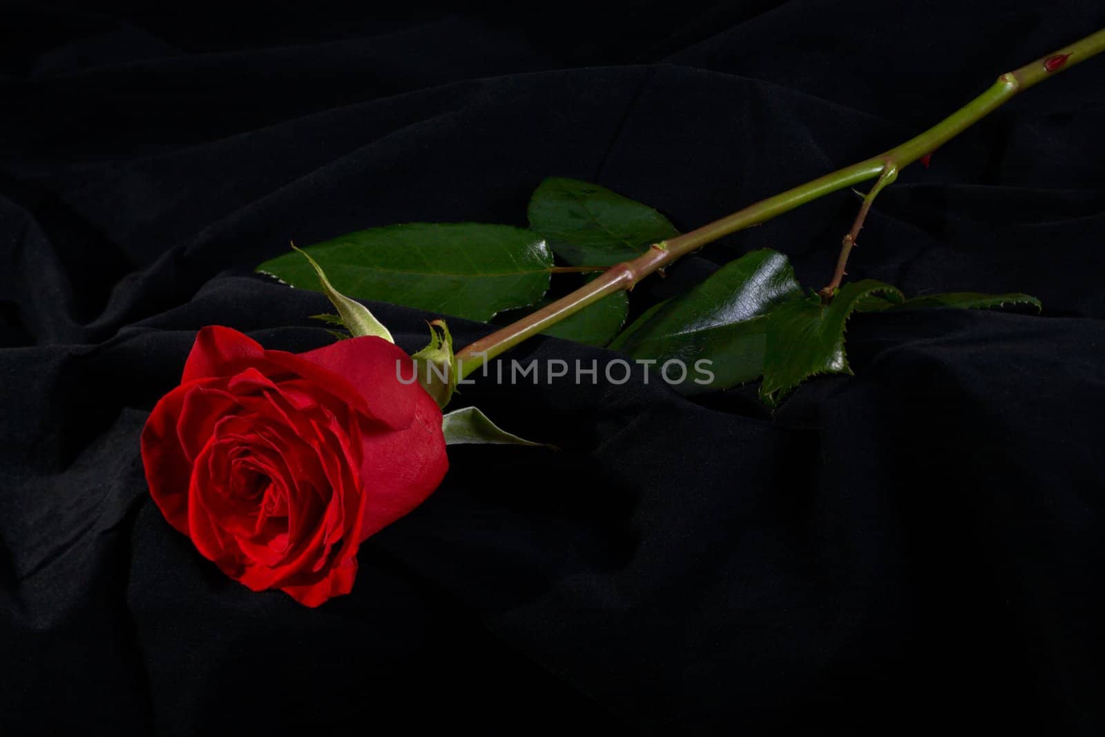 Red rose flower blossom on black background