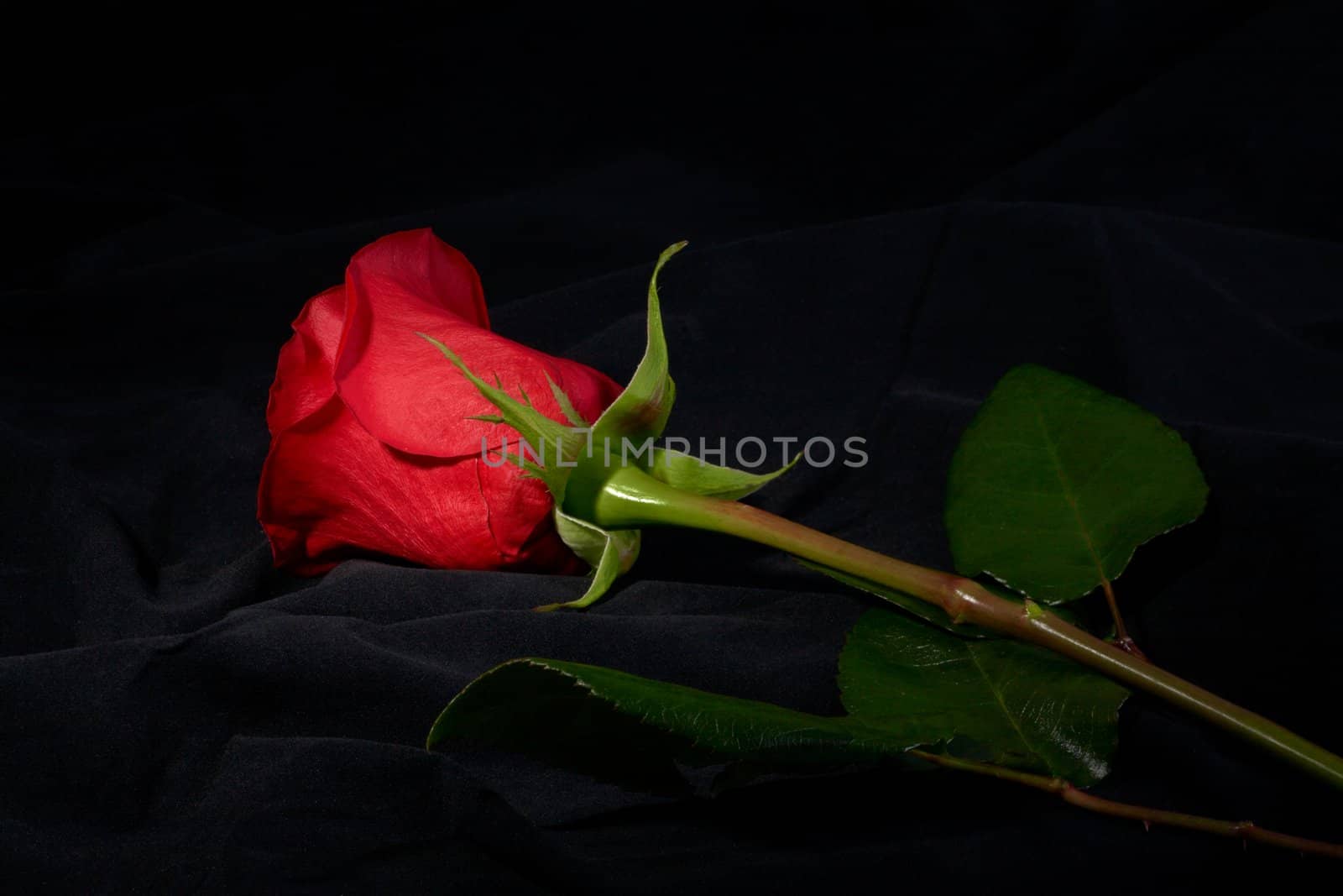 Red rose flower under spot light on dark background