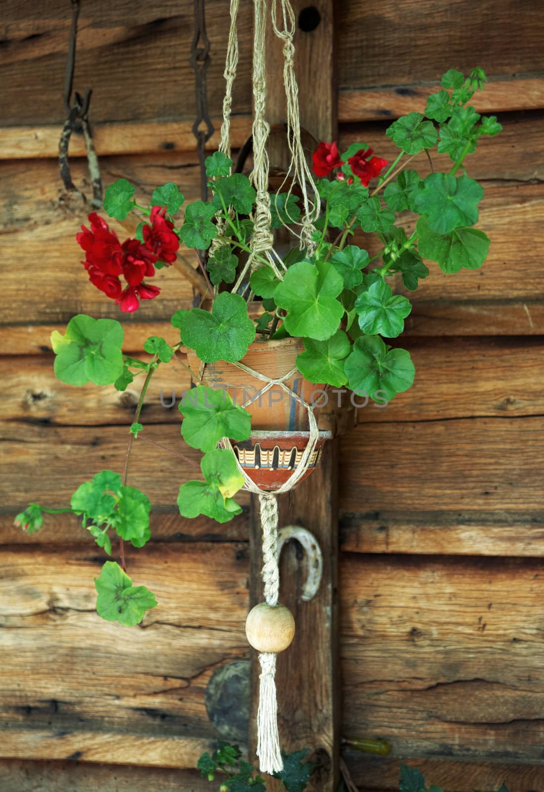 Geranium in a flowerpot