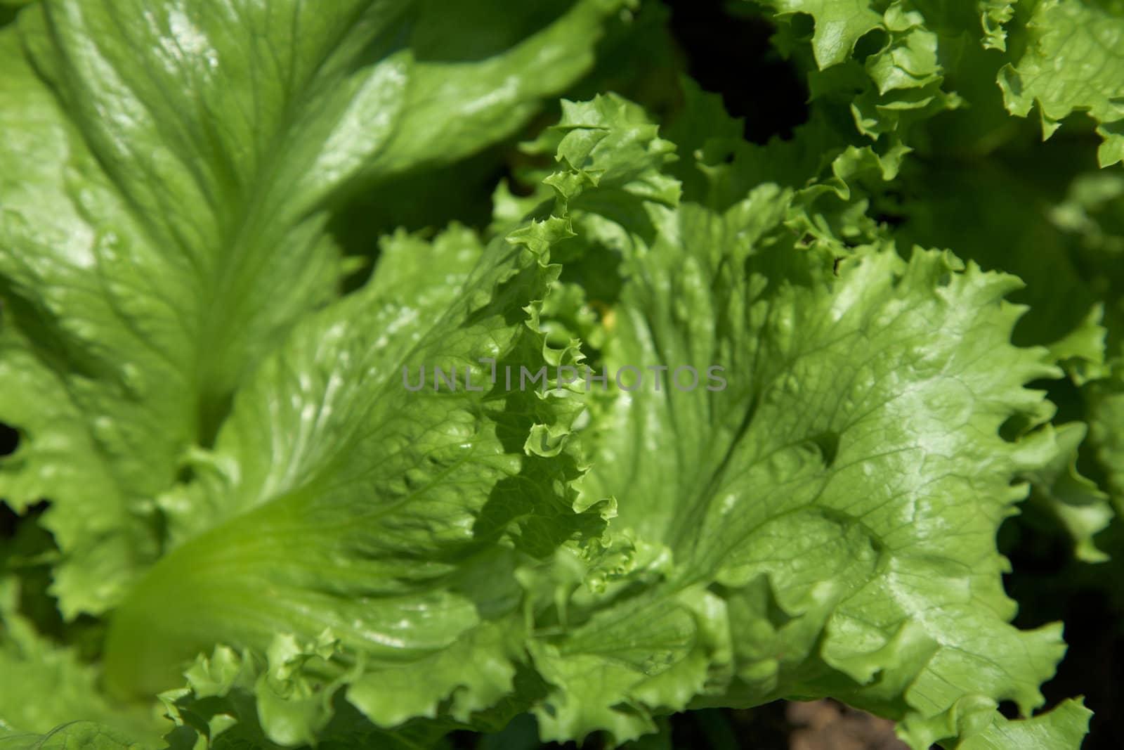 Green Iceberg salad in a garden