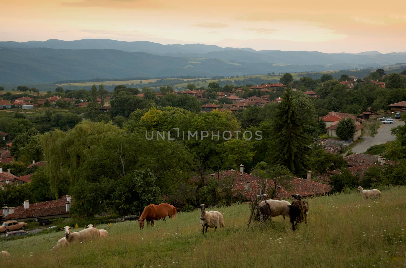 Scene from the villga of Jeravna at sunset