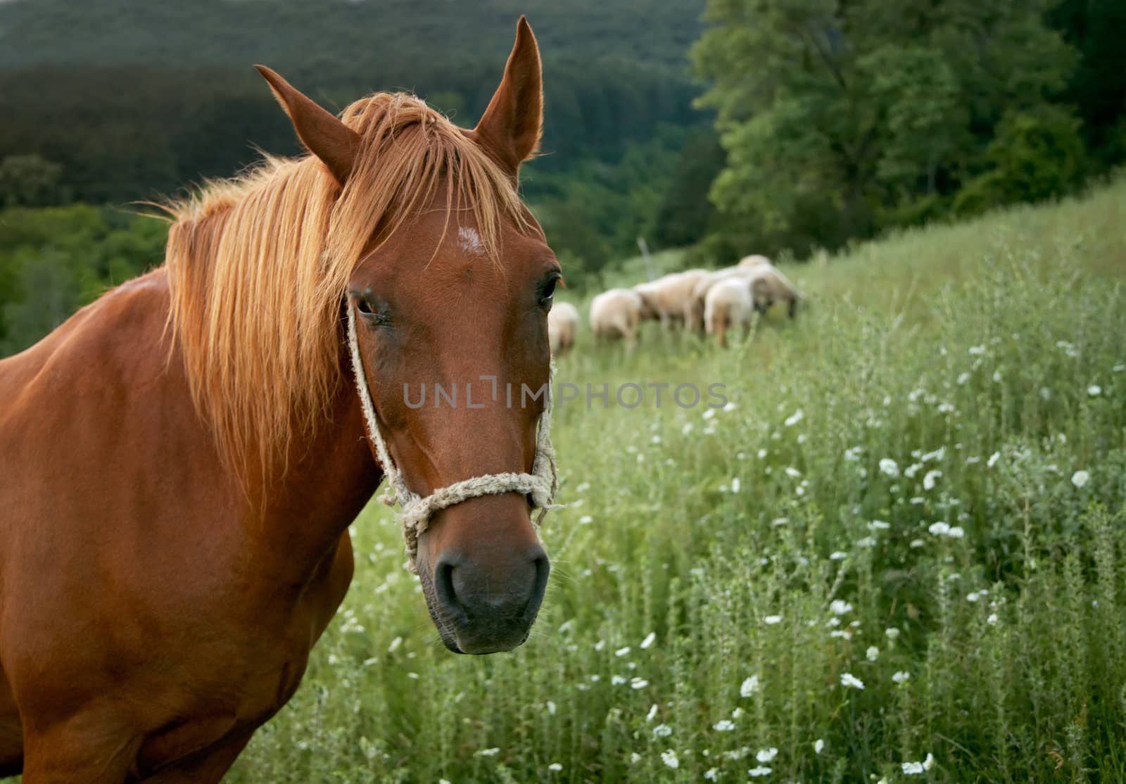 Head of a brown working horse