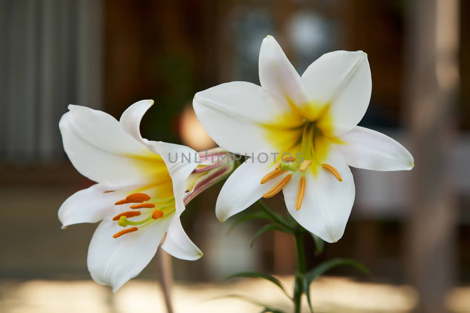 Two blossoms of white lily