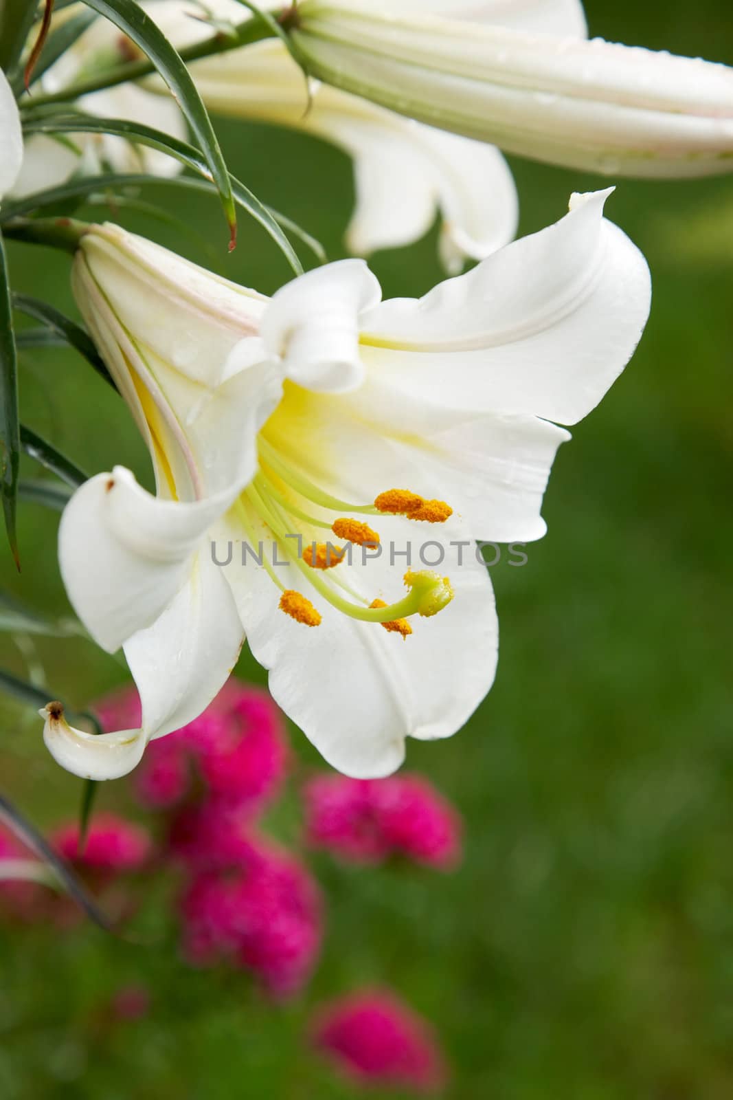 White lily by ecobo