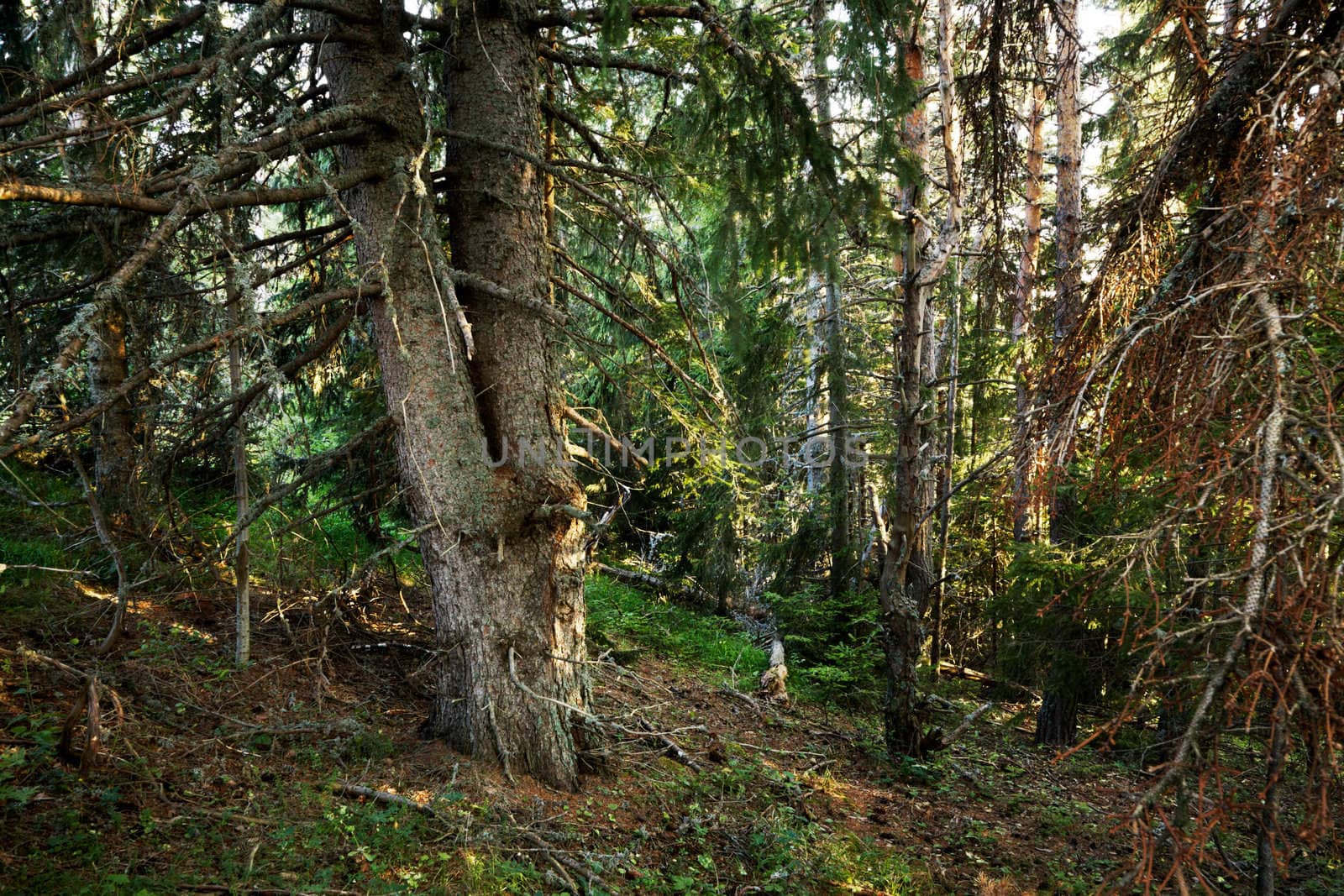 Deep, natural mountain pine forest