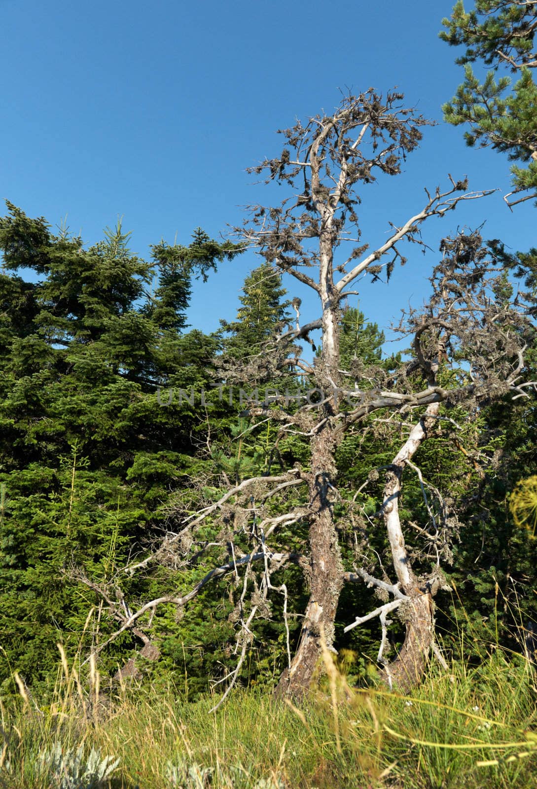 Dead pine tree in the mountains