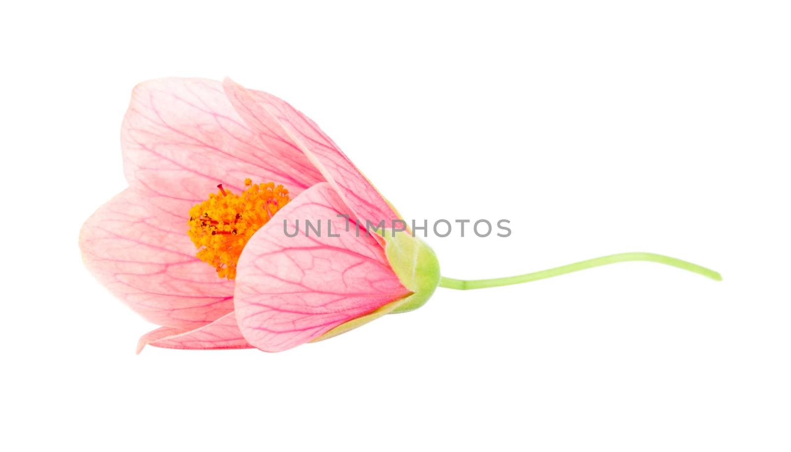 close-up pink flower, isolated on white