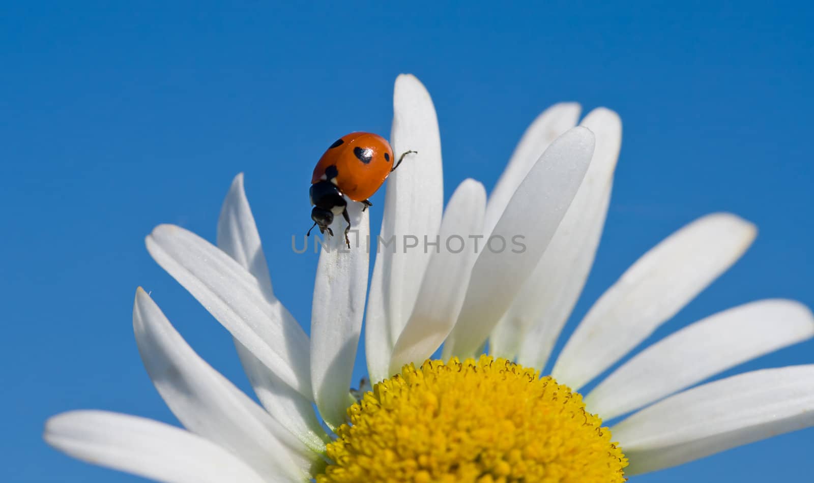 red ladybird on chamomile petal by Alekcey