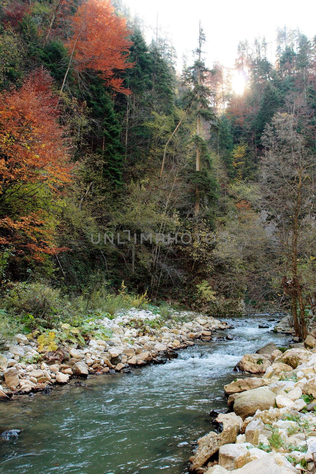 Autumn mountain scene with a stream in a forest