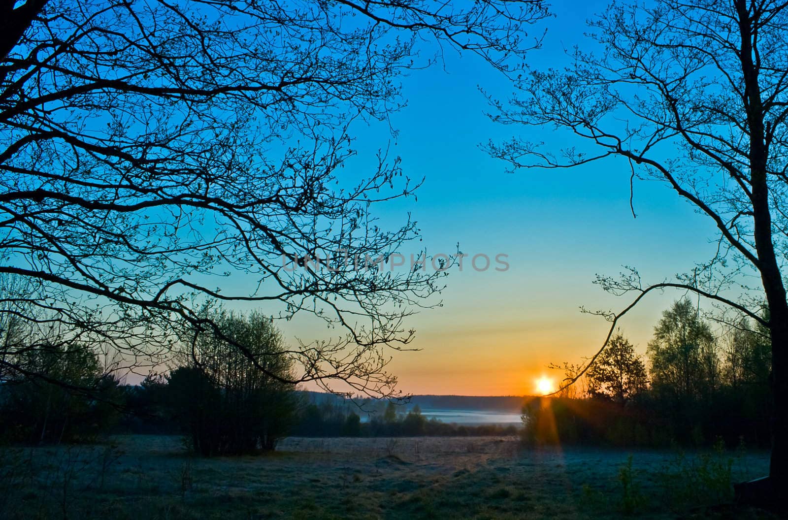 beautiful tree silhouettes on blue sky at sunrise with fog