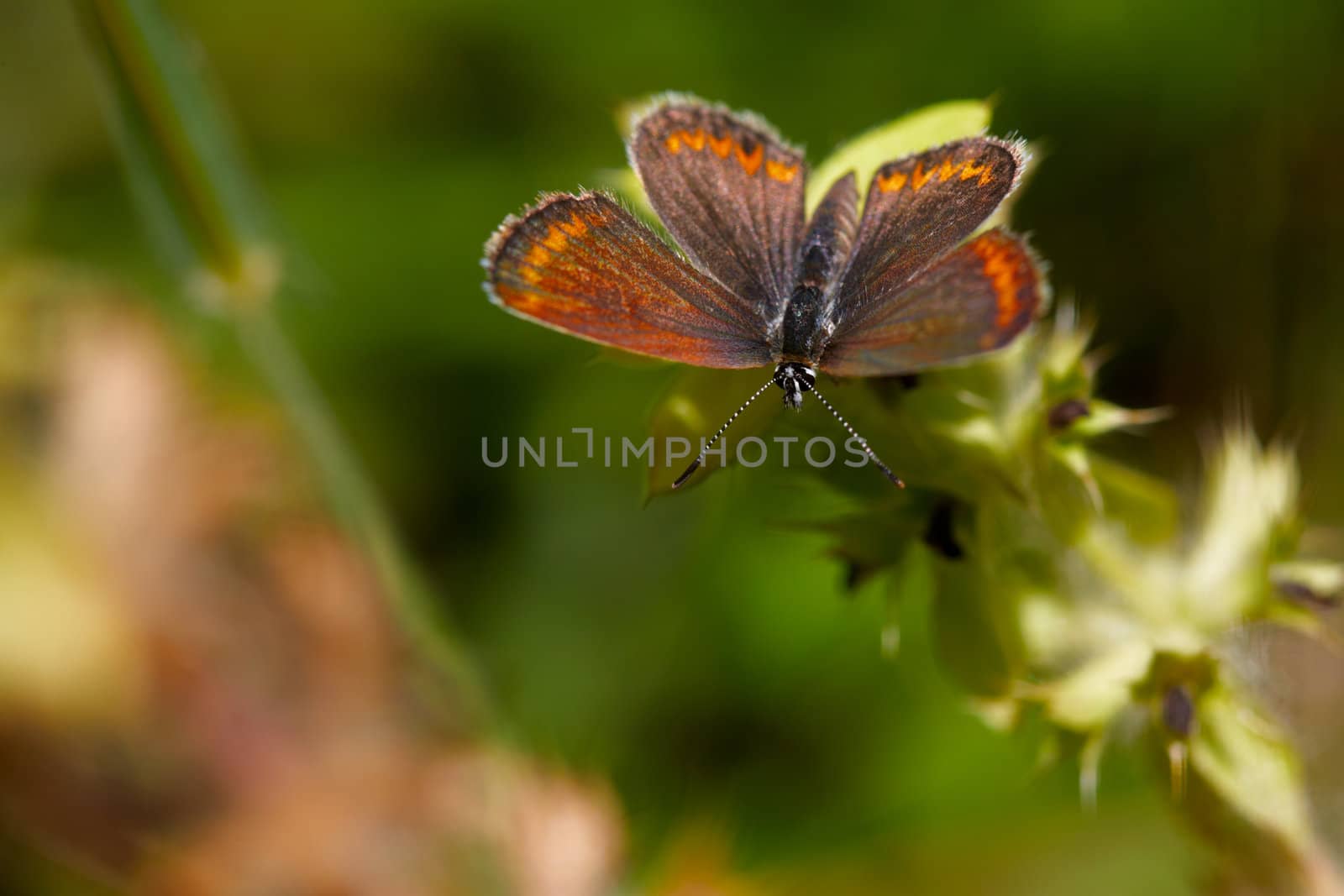 Summe butterfly on a flower close-up