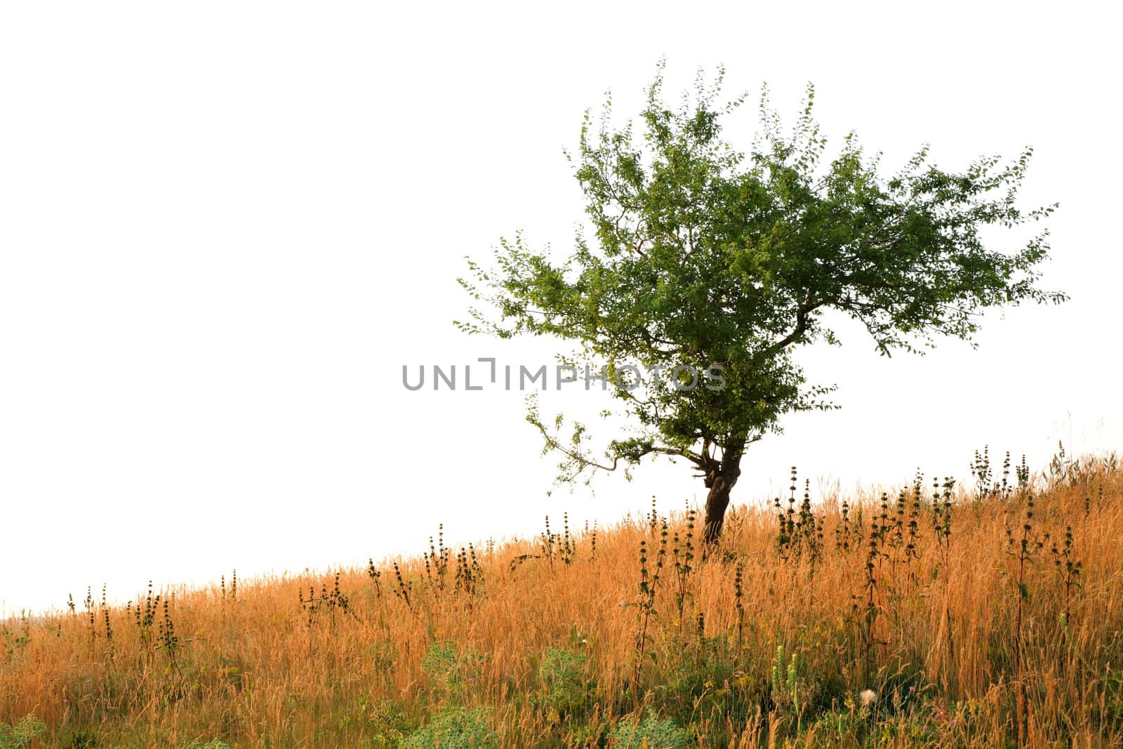 Lonely tree at the end of the summer