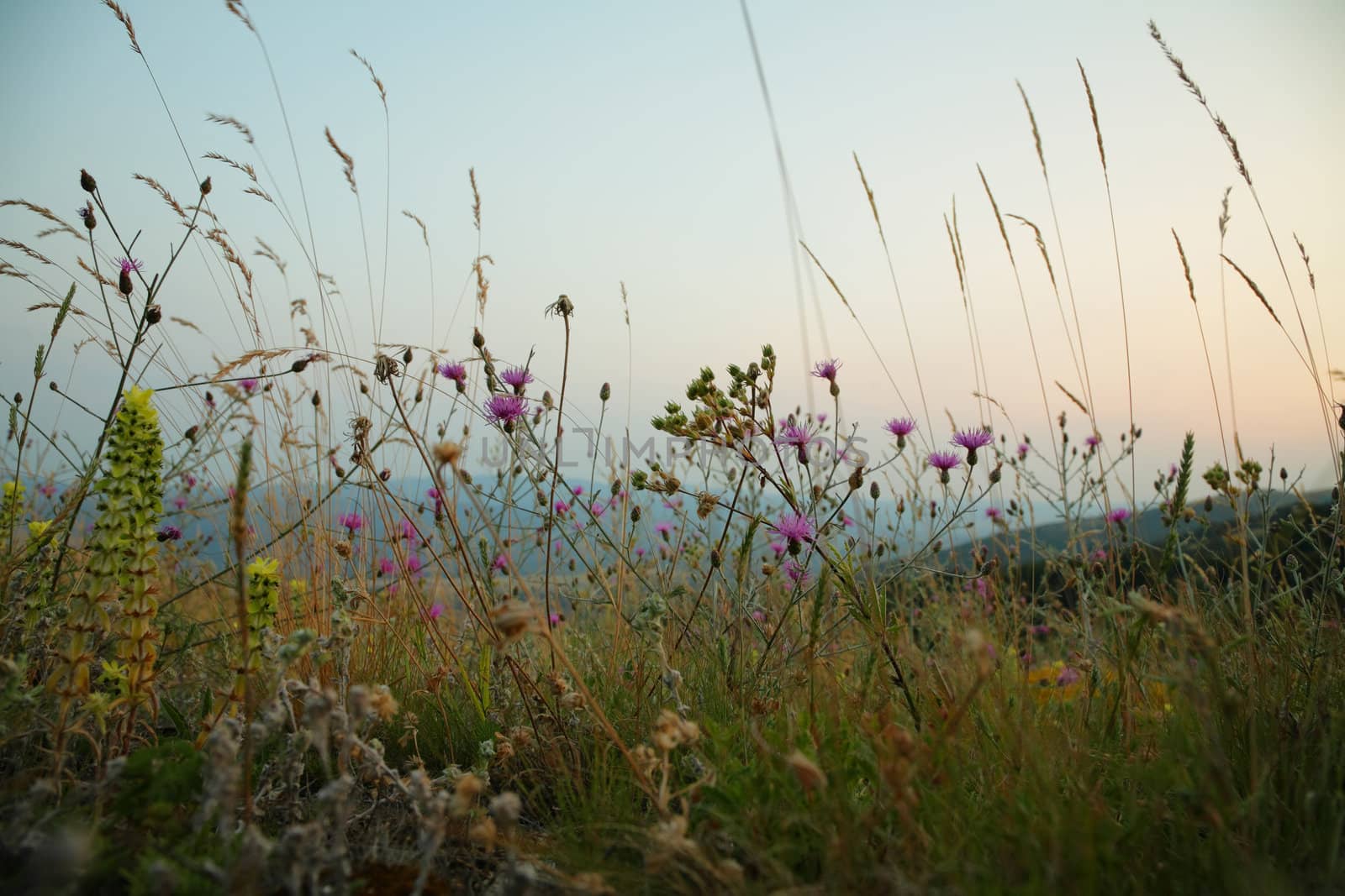 Summer flowers of the mountain