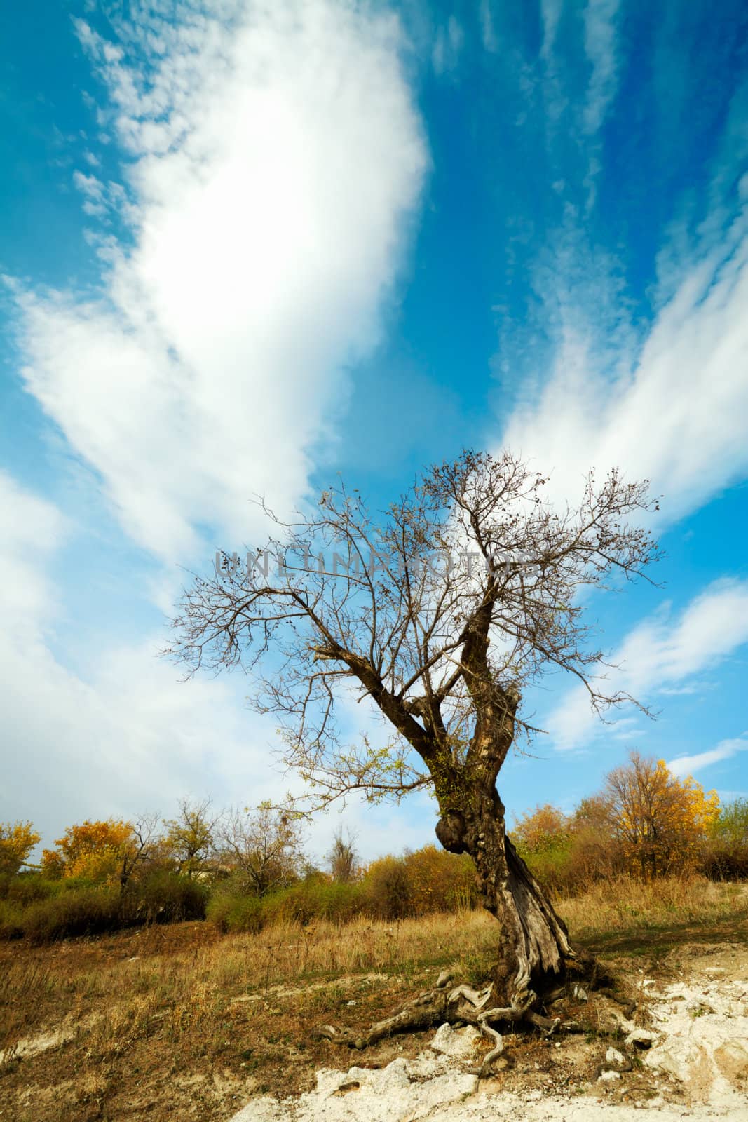 Lonely autumn tree and blue sky with clouds