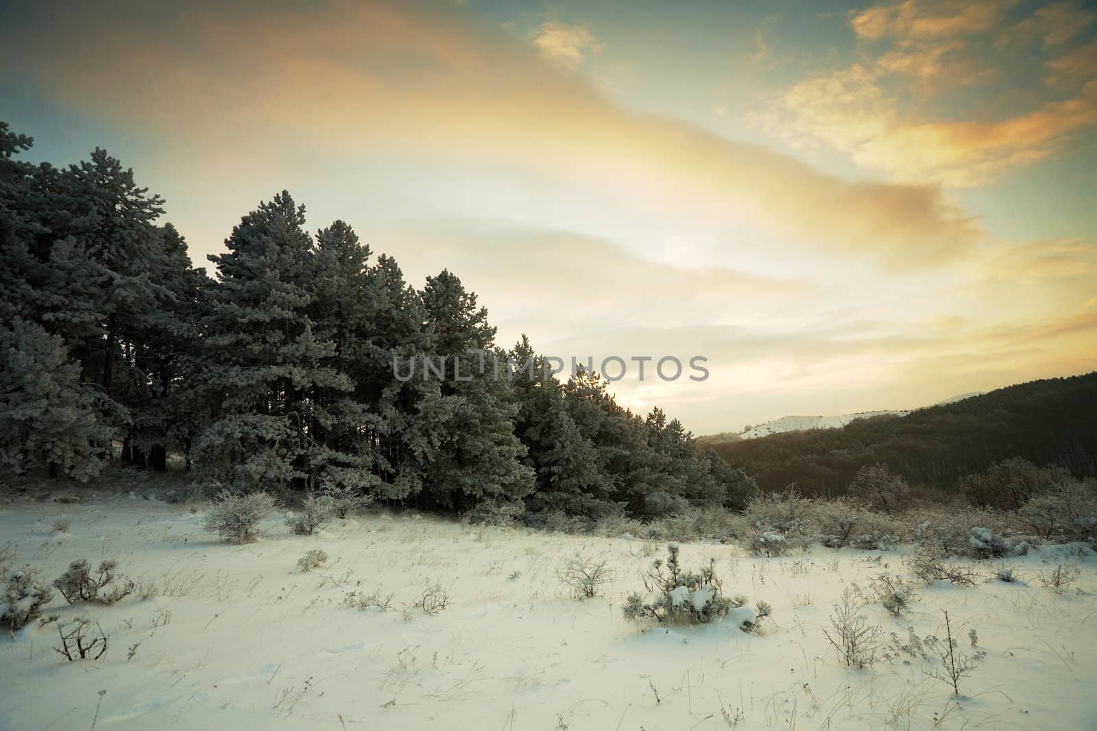 Sunset mountain landscape with pine forest and snow