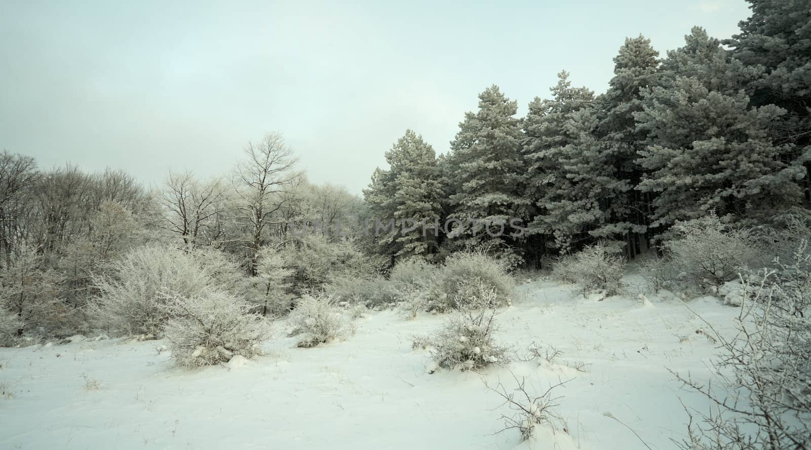 Snow in the forest by ecobo