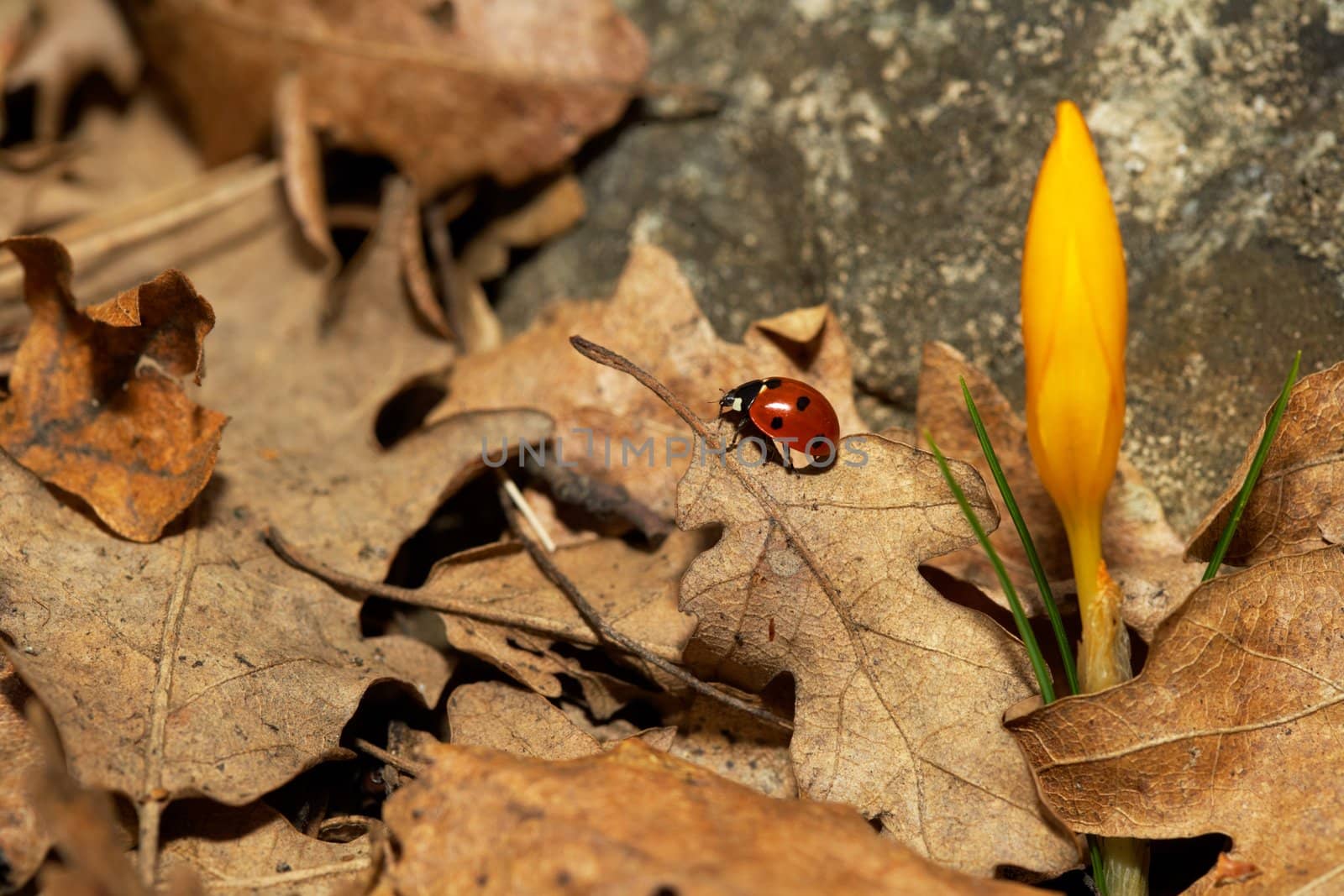 Lady bird and yellow crocus by ecobo
