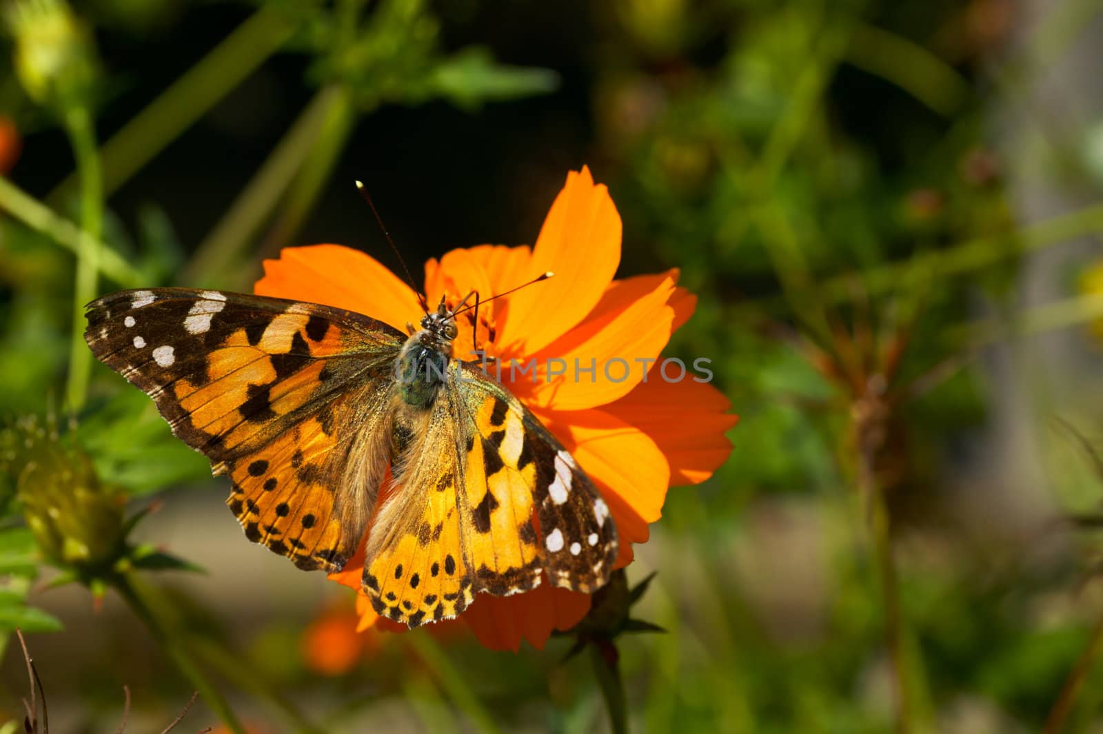Summer butterfly by ecobo