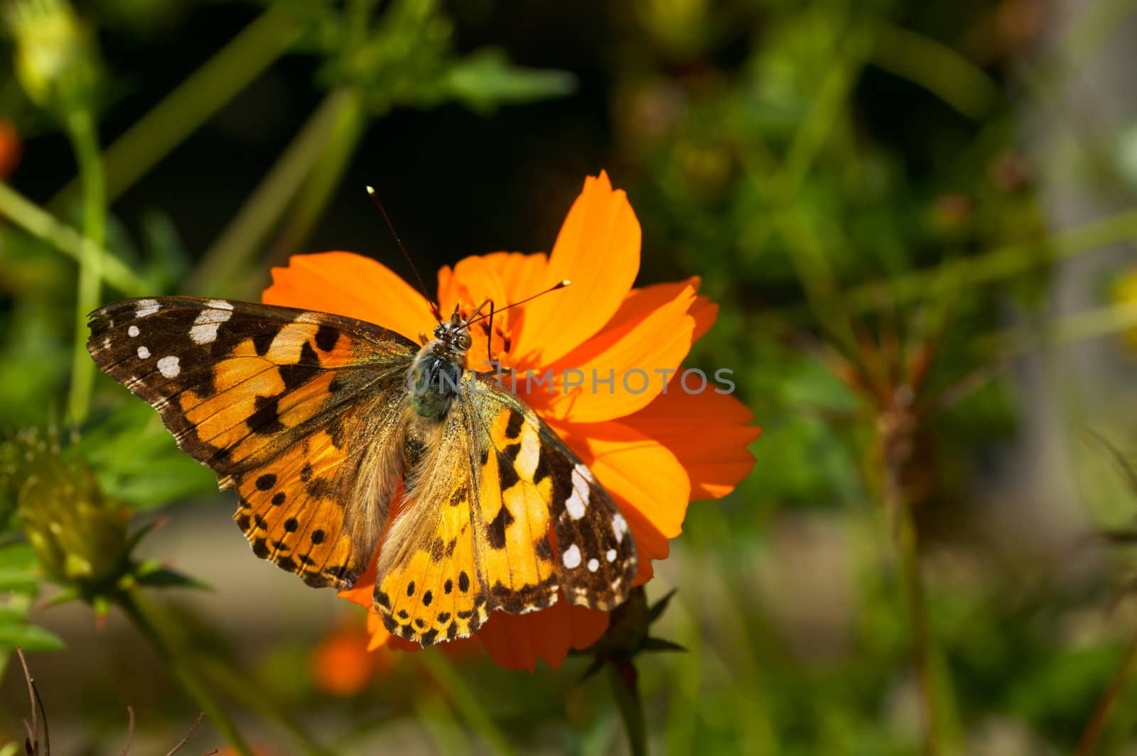 Close-up of a butterfly on a summer flower