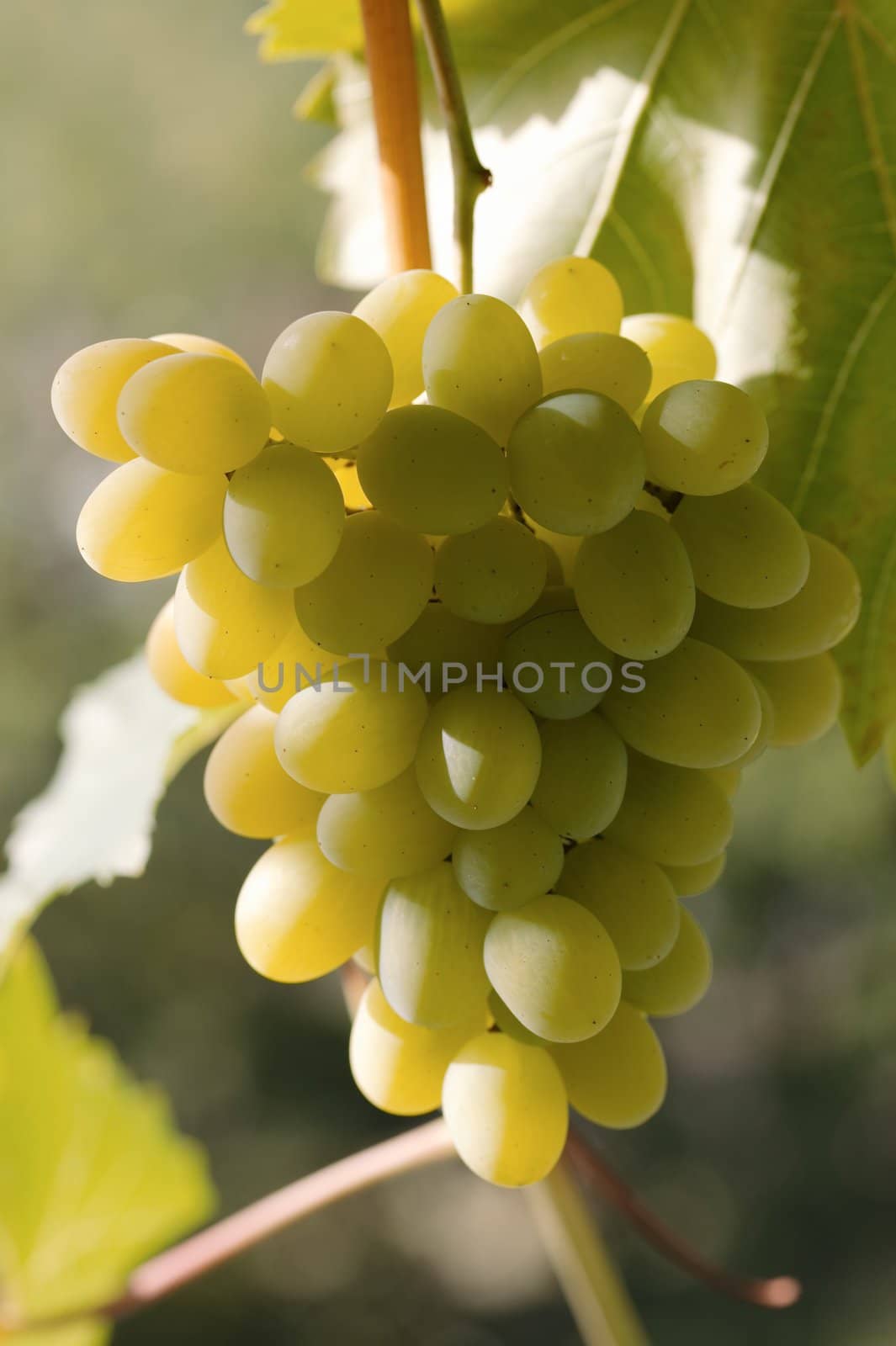 Ripe yellow bunch of grapes