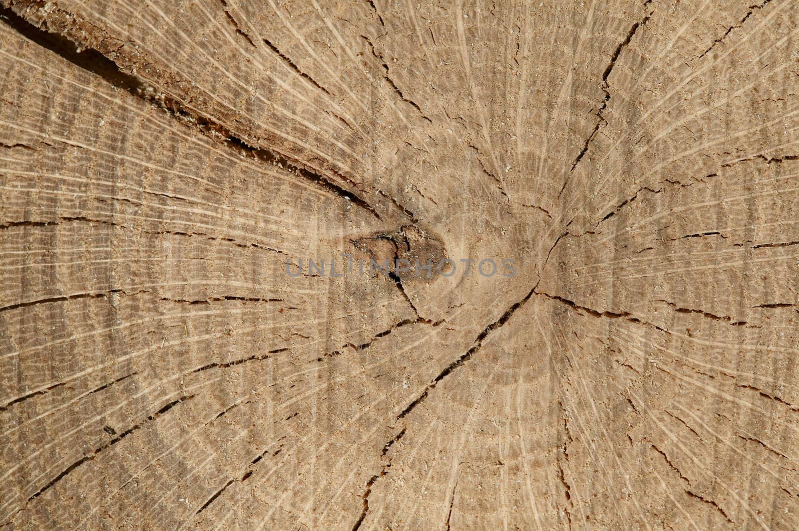 Wood kernel background