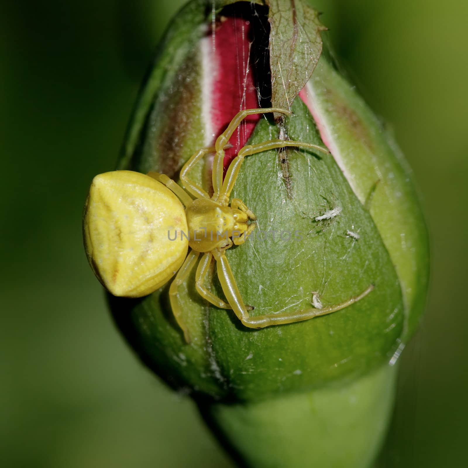 Yellow spider by ecobo