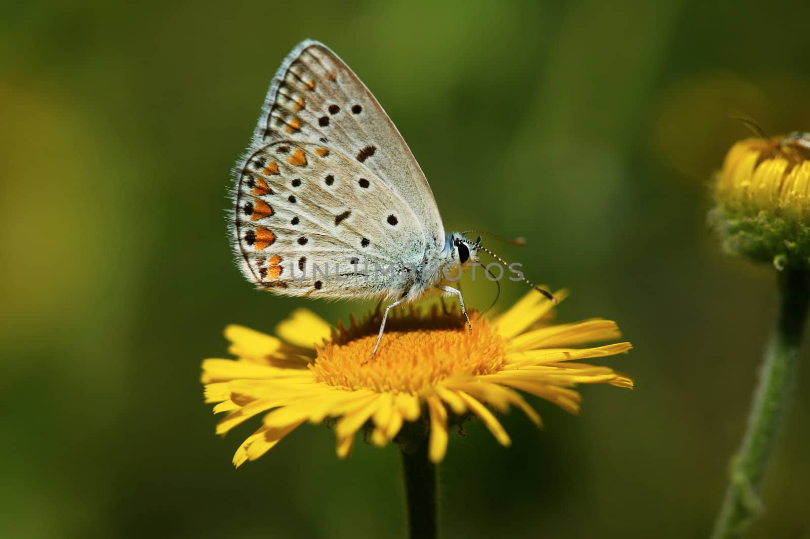 Beautiful butterfly on a yellow flower