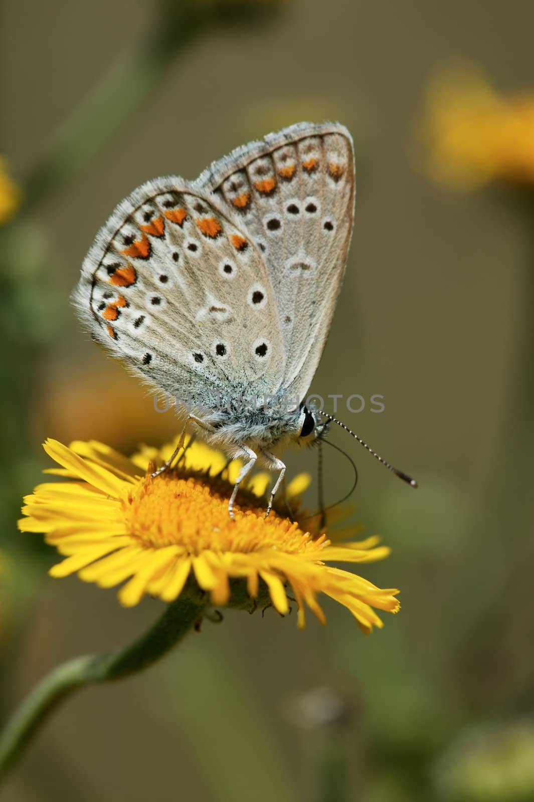 Butterfly on a yellow flower macro photo by ecobo