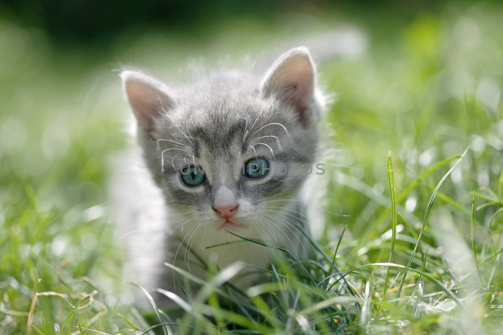 Portrait of a cute little cat with blue eyes in a green grass