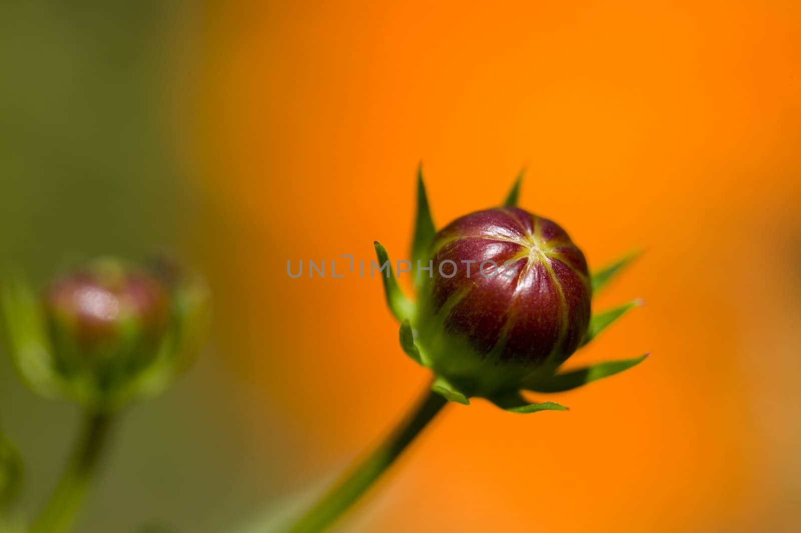 Beautifyl flower bud on a orange background