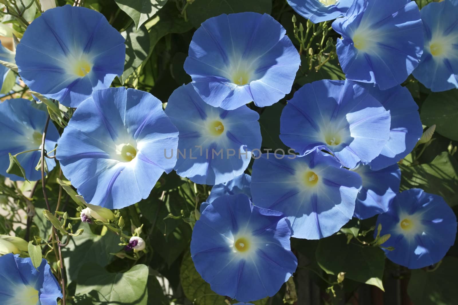 A bunch of beautiful blue flowers