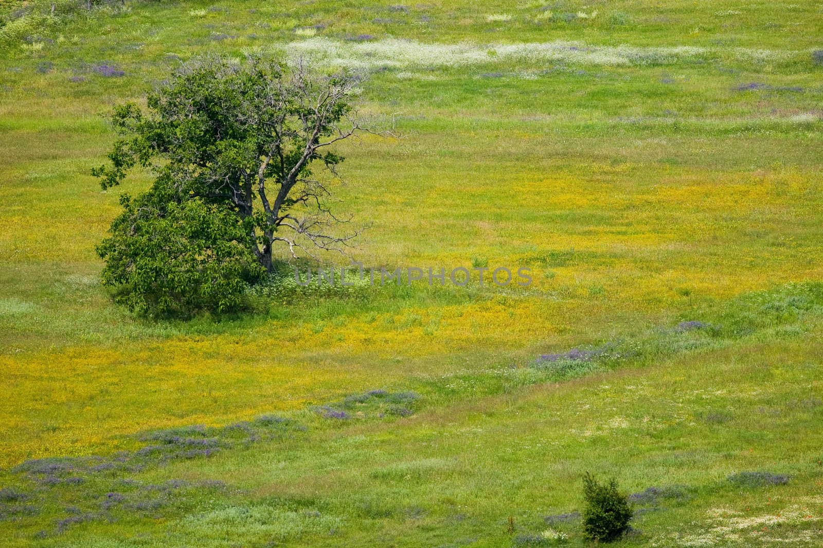 Spring blossom field by ecobo