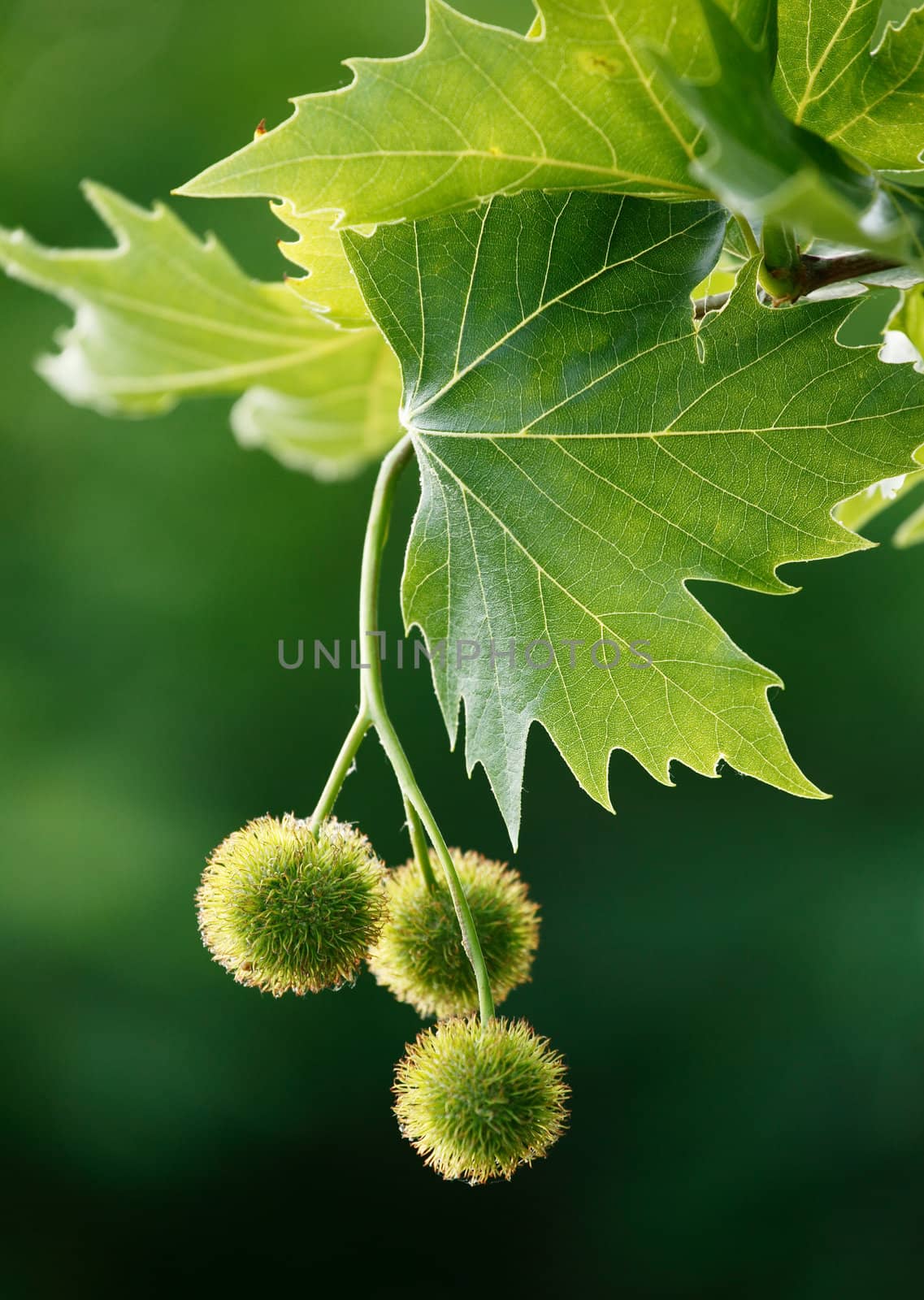 Maple acorns by ecobo