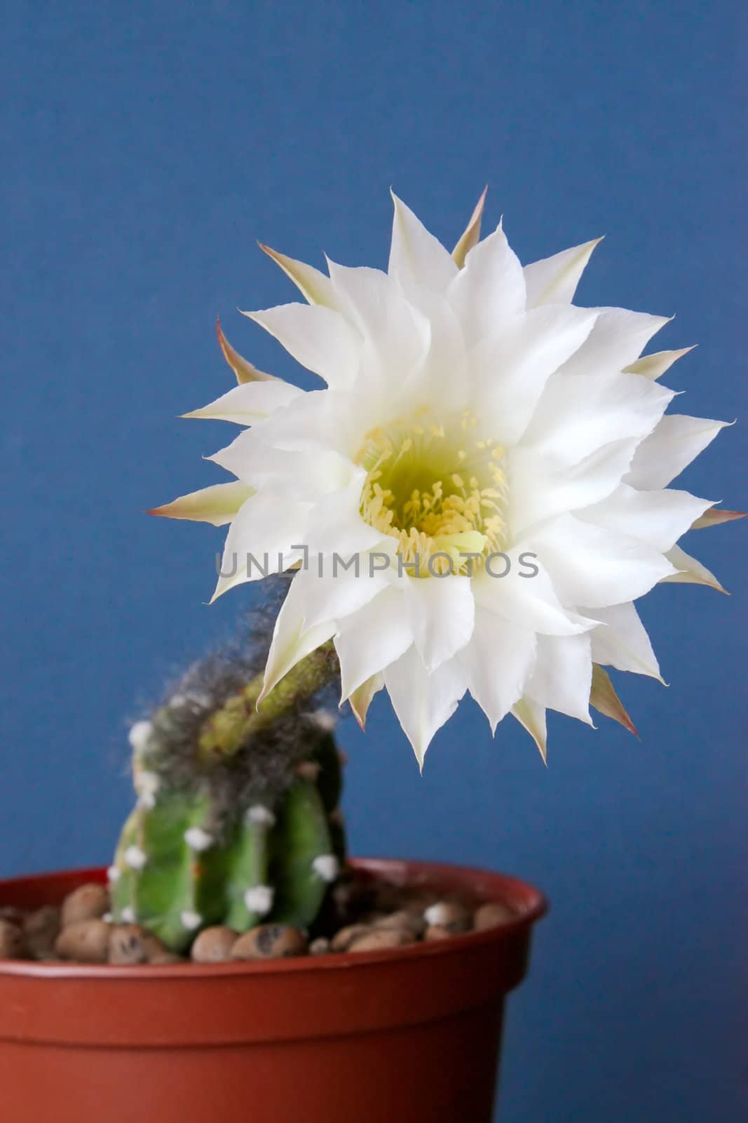 Cactus with blossoms on dark background (Echinopsis).Image with shallow depth of field.