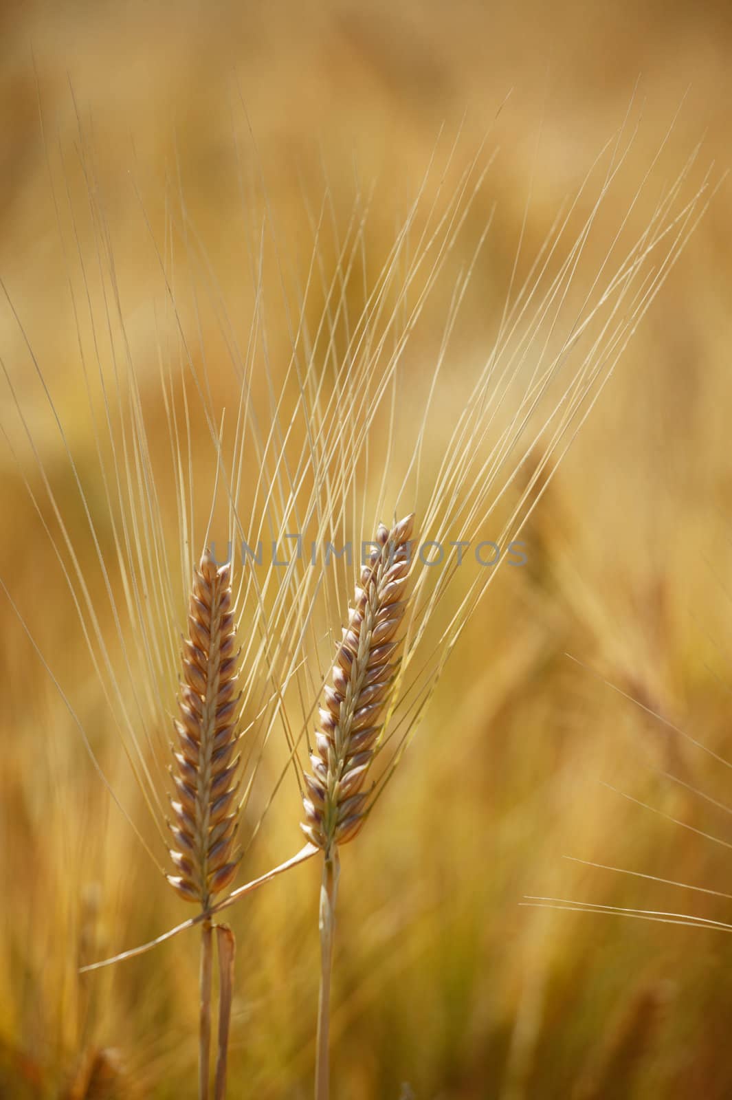 Two wheat-ears by ecobo