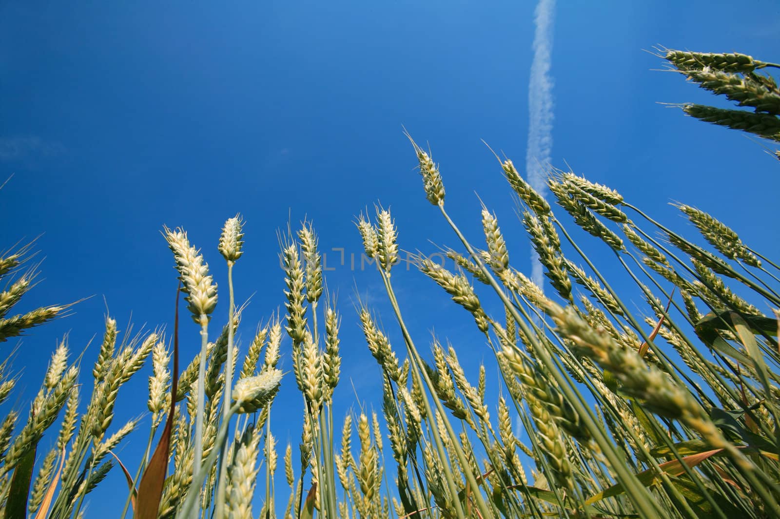 Look at a deep blue sky from an acorn field